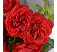 YouGarden Harkness Roses Gift Wrapped Michael's Rose 4 Litre Pot