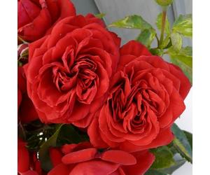 YouGarden Harkness Roses Gift Wrapped Michael's Rose 4 Litre Pot