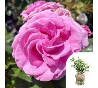 Yougarden Harkness Roses - Gift Wrapped Susan's Rose, Established Rose In 4 Litre Pot