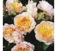 YouGarden Rose Climbing Ginger Syllabub (4L Pot) 4L Pot Multi