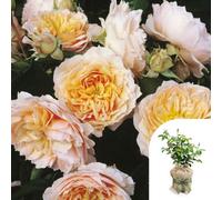 Yougarden Harkness Roses 'ginger Syllabub' Rose, 4 Litre Potted, Gift Wrapped