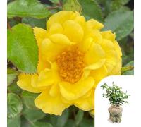 Yougarden Harkness Roses 'golden Wedding Celebration' Rose, Gift Wrapped 4 Litre Potted Rose, Ready To Plant And Grow, For Pots, Beds, And B