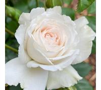 Yougarden Harkness Roses 'great North Eastern' Rose, 4 Litre Potted, Established White Blush, Fragrant Floribunda, Ready To Plant, Garden Co