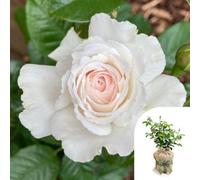 Yougarden Harkness Roses 'great North Eastern' Rose, Gift Wrapped 4 Litre Potted, Established White Blush, Fragrant Floribunda, Ready To Pla