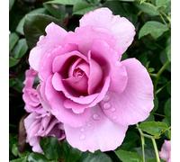 YouGarden Harkness Roses 'Harry Edland', Established Plant in 4 Litre Pot, For Lilac Flowers, Garden Ready Rose for Pots, Beds, and Borders, Ready to Plant
