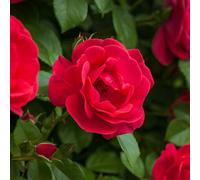 YouGarden Harkness Roses James' Rose, Established Plant in 3-4 Litre Pot, Ready to Plant Patio Bush Rose with Bright Red Flowers, For Fragrant Garden Roses in Pots, Beds, or Borders