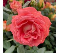 YouGarden Harkness Roses Jane Austen Rose ®, 4 Litre Potted