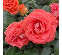 Yougarden Harkness Roses Jane Austen Rose , 4 Litre Potted