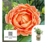 Yougarden Harkness Roses Jane Austen Rose , 4 Litre Potted, Gift Wrapped