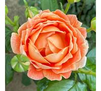 YouGarden Harkness Roses Jane Austen Rose ®, 4 Litre Potted, Gift Wrapped