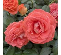 YouGarden Harkness Roses 'Jane Austen' Rose ®, Gift Wrapped 4 Litre Pot, Ready to Plant, Floribunda Flowering Rose Plant, For Containers, Beds and Border Displays, Fully Hardy, Repeat Flowering