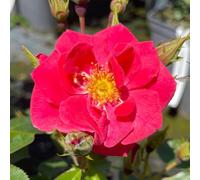 Yougarden Harkness Roses Jason's Rose, 4 Litre Potted, Gift Wrapped Climbing Rose Plant, Fragrant Repeat Flowering, Garden Colour