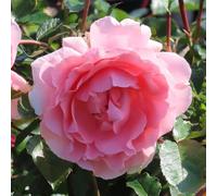 YouGarden Harkness Roses Kathleen's Rose, Floribunda Established 4 Litre Pot, Pink Fruity Scent Repeat Flowering Patio Plant