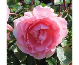 YouGarden Harkness Roses Kathleen's Rose, Floribunda Established 4 Litre Pot, Pink Fruity Scent Repeat Flowering Patio Plant