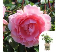 Yougarden Harkness Roses Kathleen's Rose, Gift Wrapped Floribunda Established 4 Litre Pot, Pink Fruity Scent Repeat Flowering Patio Plant