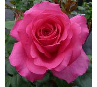 Yougarden Harkness Roses Kelly's Rose, Floribunda Pink Fragrant Repeat, Flowering Established 4 Litre Pot