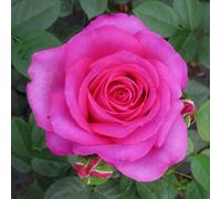 YouGarden Harkness Roses Kelly's Rose, Gift Wrapped Floribunda Pink Fragrant Repeat, Flowering Established 4 Litre Pot