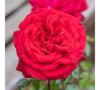 YouGarden Harkness Roses Kevin's Rose, Established Plant in 4 Litre Pot