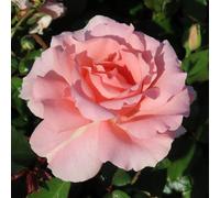 YouGarden Harkness Roses L'Aimant Rose ®, 4 Litre Potted