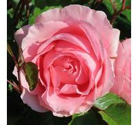 YouGarden Harkness Roses L'Aimant Rose ®, 4 Litre Potted