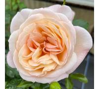 YouGarden Harkness Roses Lily's Rose, Climbing Plant 4 Litre Pot, Fragrant Colour Changing Blooms, Garden Patio Ready