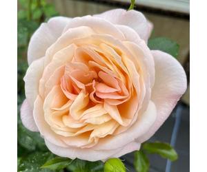 YouGarden Harkness Roses Lily's Rose, Climbing Plant 4 Litre Pot, Fragrant Colour Changing Blooms, Garden Patio Ready