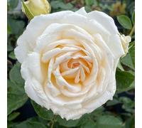 YouGarden Harkness Roses Lisa's Rose, Gift Wrapped Fragrant Cream Gold Floribunda, 4 Litre Potted Plant, Ready To Plant