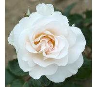 YouGarden Harkness Roses Margaret Merril Rose ®, 4 Litre Pot Ready To Plant