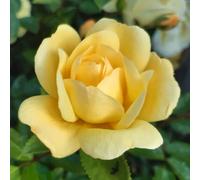 YouGarden Harkness Roses 'Margarette Golding' Rose in 4 Litre Pot