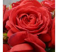 YouGarden Harkness Roses Mark's Rose, 4 Litre Pot, Established Deep Red, Repeat Flowering Garden Shrub Patio Ready To Grow