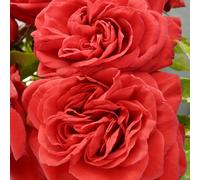 YouGarden Harkness Roses Mark's Rose, 4 Litre Pot, Established Deep Red, Repeat Flowering Garden Shrub Patio Ready To Grow