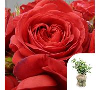 YouGarden Harkness Roses Mark's Rose, Gift Wrapped 4 Litre Pot, Established Deep Red, Repeat Flowering Garden Shrub Patio Ready To Grow