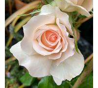 YouGarden Harkness Roses Michelle's Rose, 1 x 4 Litre Potted Hybrid Tea, Champagne Apricot Strong Scent, Ready To Plant Garden Shrub