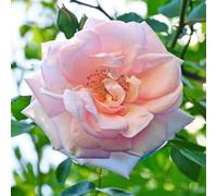YouGarden Harkness Roses Nicola's Rose, Gift Wrapped Climbing Soft Pink and Fragrant, 4 Litre Potted Plant, Garden Colour, Ready To Plant