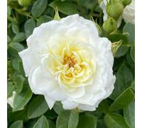 Yougarden Harkness Roses Nicole's Rose, White Floribunda Rose, 4 Litre Pot, Amber Centre, Light Scent, Garden Gift, Ready To Plant