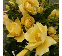 YouGarden Harkness Roses Noah's Rose, Climbing, Yellow Repeat Flowering, Established 4 Litre Pot, Up To 250cm Tall