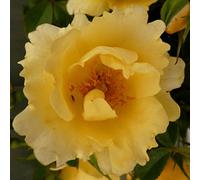 YouGarden Harkness Roses Noah's Rose, Climbing, Yellow Repeat Flowering, Established 4 Litre Pot, Up To 250cm Tall
