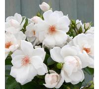 Yougarden Harkness Roses 'oakhaven Hospice' Rose, Gift Wrapped Climbing Rose, 4 Litre Potted, Charity Garden Plant