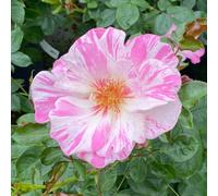 YouGarden Harkness Roses Oliver's Rose, Climbing Pink White Bicolour, Repeat Flowering, Established 4 Litre Pot