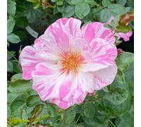 YouGarden Harkness Roses Oliver's Rose, Climbing Pink White Bicolour, Repeat Flowering, Established 4 Litre Pot