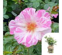 YouGarden Harkness Roses Oliver's Rose, Gift Wrapped Climbing Pink White Bicolour, Repeat Flowering, Established 4 Litre Pot