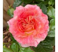 YouGarden Harkness Roses Pamela's Rose, Patio Salmon Pink Fragrant, 4 Litre Potted Plant, Ready To Plant, Outdoors