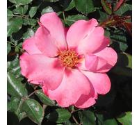 YouGarden Harkness Roses Patricia's Rose, 4 Litre Potted Shrub, Creamy Peach Ruby Eye, Ready To Plant, Garden Colour