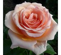 Yougarden Harkness Roses Paul's Rose, Established Plant In 3L Pot, Ready To Plant