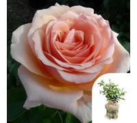 Yougarden Harkness Roses Paul's Rose, Gift Wrapped Established Plant In 3L Pot, Ready To Plant