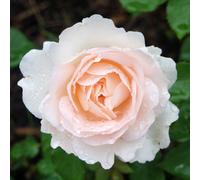 Yougarden Harkness Roses 'penny Lane' Climbing Rose, Gift Wrapped, In 4 Litre Pot