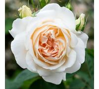 YouGarden Harkness Roses 'Penny Lane' ® Climbing Rose in 4 Litre Pot