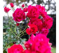 Yougarden Harkness Roses 'raspberry Royale' Rose, Gift Wrapped Established Plant In 4 Litre Pot, Ready To Plant Red Rose, For Pots, Beds, An