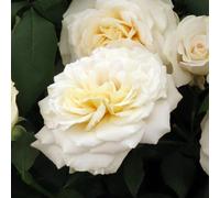Yougarden Harkness Roses Rebecca's Rose, Established Plant In 3-4 Litre Pot, Ready To Plant Bush Rose With Hybrid Tea Flowers, For Patio Pot
