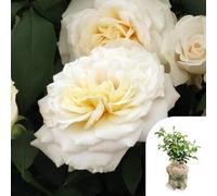 Harkness Roses Rebecca's Rose, Gift Wrapped Established Plant in 3-4 Litre Pot, Ready to Plant Bush Rose with Hybrid Tea Flowers, For Patio Pots, Beds, and Borders, Flowering from Summer to Autumn